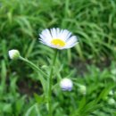 호계공원 Daum카페