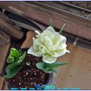 화이트 밸리 이미지