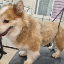 이쁘개왈왈 이미지