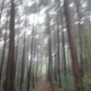 상암천 | 우중(雨中) 산행의 아쉬움을 간직하며 오른 여수 영취산(靈鷲山)​