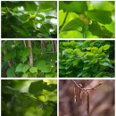 (山 바보) 17. 풀 그리고 나무 - 나무 이름 익히기 이미지