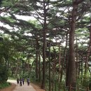 소나무숲 이미지