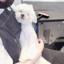다듬, 강아지미용실 네이버블로그