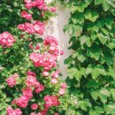 아미2길 이미지