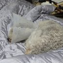 하 수의과 동물병원 이미지