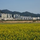 낙동강관리본부 대저생태공원 2 이미지