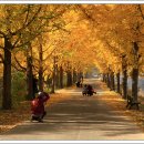 화려한 날의 오후 Daum카페