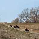 저두 선착장 공중화장실 | 야생화 천국 안산 풍도섬 가는 방법 및 풍도 맛집 점심 후기