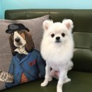 그루밍폼폼 이미지