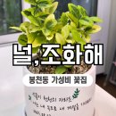 수경꽃집 | 봉천동 꽃집 널,조화해 가성비 화분 후기
