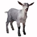 아기염소 이미지