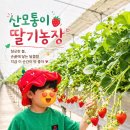 팜어앤가드너 | 주말 나들이 추천 🍓 산모퉁이딸기농장 + 키즈존까지 완벽👍