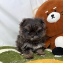 독 | 말티폼분양 전에 읽어야 할 드림독분양후기