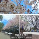 해운대에 올라 | 부산 벚꽃 명소 해운대 달맞이길 벚꽃 실시간 주차장 산책 코스 후기