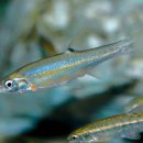 고기도감 이미지