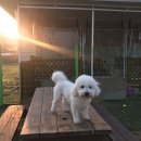 위드유애견 이미지