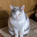 시우사랑 이미지