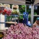 COVENT MARKET | 런던 꽃시장 비교｜Columbia Road vs New Covent Garden Flower Market