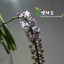 다화주 이미지