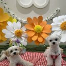 멍# | 김포 운양 애견카페 잔디운동장 멍더쿠 후기❤️