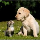 내 강아지 이미지