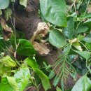 복자농장 이미지