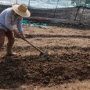 대유농장 | 상추 모종 심기 비료 추천 주말 텃밭 대유 복합추기비로 시작하는 텃밭 식물생장 관리