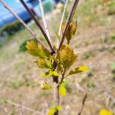 황금나무공인중개사사무소 이미지