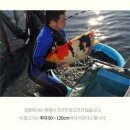 코이 Daum카페