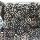 민지네농장 이미지