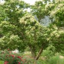 밤나무집 민박 이미지