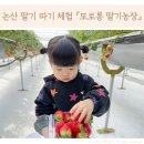 원봉농장 | 논산 딸기 따기 체험 추천 또로롱 딸기 농장 재방문 후기(w.31개월 아기)