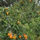 삼화농장 이미지