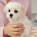 나리울 동물병원 이미지