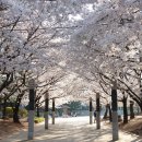 매탄(매여울공원) 이미지