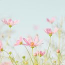 베트남 국제결혼 이혼하지않고 잘사는 방법 (서류 절차, 업체고르기, 스드메비용 )