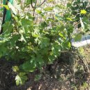 고성농장 이미지