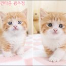 고흥 보성고양이분양 건강한데 예쁘기까지 와우