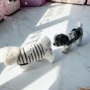 한강펫케어센터 이미지