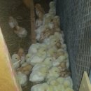 해마루농원 이미지