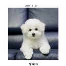 해피 Daum카페