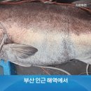 하루 동안 돗돔이.... 이미지