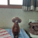 라라까까 이미지