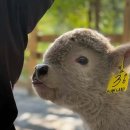 애니멀랜드 이미지