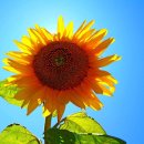 메밀목장 이미지