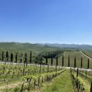 41190-01-07-348 | 이탈리아 토스카나 숙소 아그리투리스모 디에볼레 와인리조트 내돈내산 후기