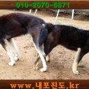 태금 Daum카페
