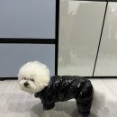 페토브 동물병원 네이버블로그