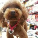 애견마을 이미지