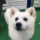 용인시 동물보호센터 이미지